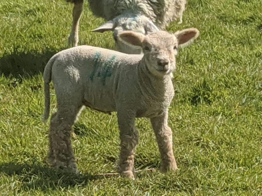 فيلا The Piggery Cowfold المظهر الخارجي الصورة